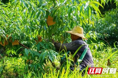 土地流转成功典型案例