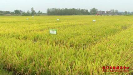 优质农田多少亩合适